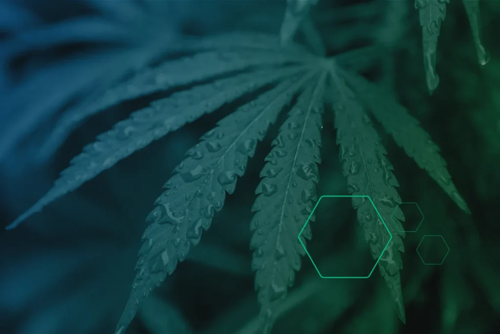 banner-cannabis