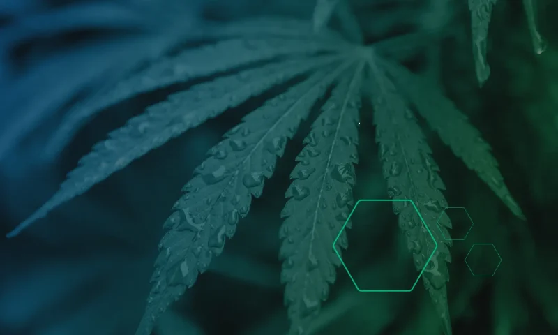 banner-cannabis